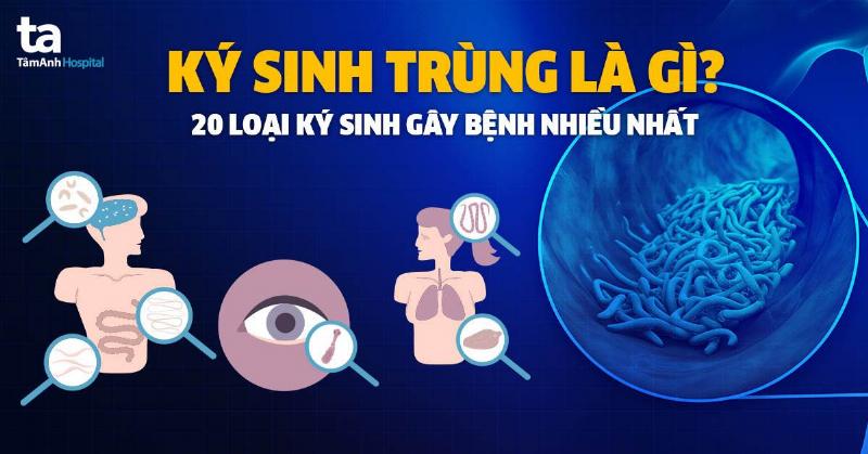 Anh ve cac loai noi ngoai ky sinh trung pho bien o cho